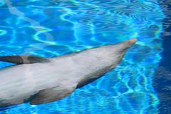 Bottlenose Dolphin at Mirage hotel Las Vegas