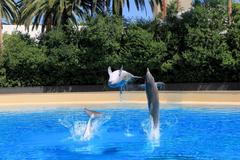 Bottlenose dolphin leaping during performance at Mirage hotel