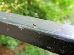 Ant crossing canal on bridge railing