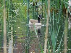 Canada goose at old Stauteich pond