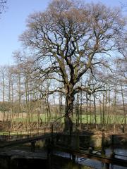 Old oak tree at the weir on the Dhünn river in Leverkusen-Schlebusch in spring