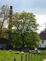 Walnut trees behind Industriemuseum Freudenthaler Sensenhammer in Leverkusen-Schlebusch with grazing sheep and a beekeeper