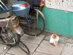 cat sitting calmly