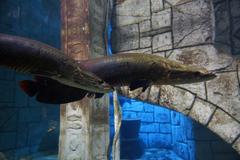 Shark Reef Aquarium at Mandalay Bay