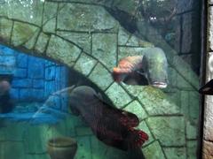 Arapaima at the Shark Reef Aquarium in Mandalay Bay