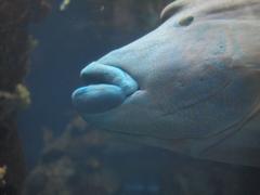 Mandalay Bay Aquarium fish with prominent lips