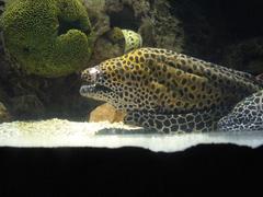 Eel at Shark Reef Aquarium in Mandalay Bay