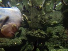 fish photobomb with scuba diver in background