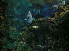 Shark Reef Aquarium at Mandalay Bay