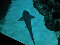 resting Nurse shark at Shark Reef Aquarium