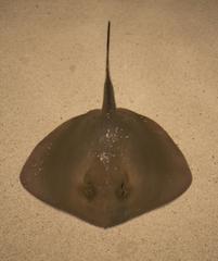 Bluntnose stingray at Shark Reef Aquarium in Mandalay Bay