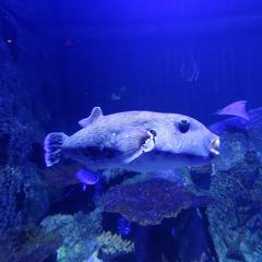 Shark Reef Aquarium at Mandalay Bay shark swimming