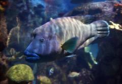 Shark Reef Aquarium at Mandalay Bay‎