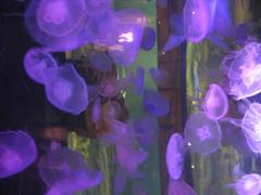 colorful jellyfish at Shark Reef in Mandalay Bay