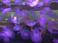 Jellyfish at Shark Reef, Mandalay Bay