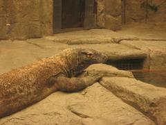 Komodo Dragon at Shark Reef Aquarium Mandalay Bay