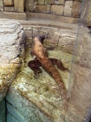 Komodo dragon at Shark Reef Aquarium