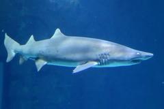 Shark Reef Aquarium in Las Vegas