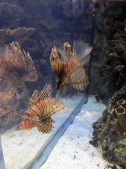 Close-up of a lionfish with its distinctive striped pattern and pectoral fins extended