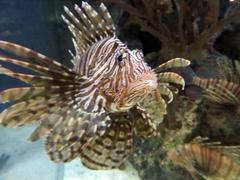 Lionfish at Shark Reef Aquarium