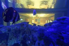 view from inside Mandalay Bay Aquarium