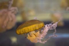 Shark Reef Aquarium at Mandalay Bay in Las Vegas