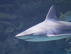 Shark Reef Aquarium at Mandalay Bay