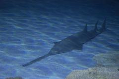 Shark Reef Aquarium at Mandalay Bay