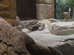 Shark Reef Aquarium at Mandalay Bay