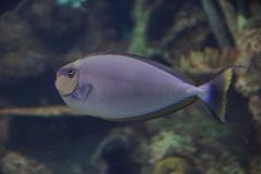 Shark Reef Aquarium at Mandalay Bay