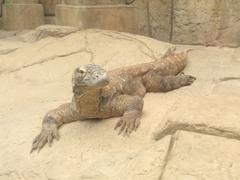 Shark Reef Aquarium at Mandalay Bay