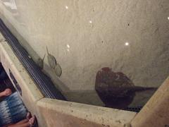 Mandalay Sting Ray swimming underwater