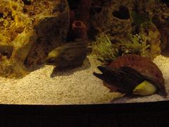 moray eels in aquarium