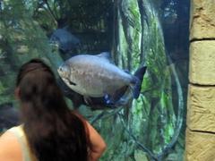 Pacu fish with a distinct underbite swimming in clear water