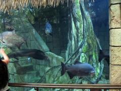 close-up of a Pacu fish in aquarium