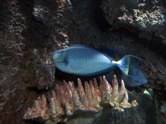 Parrotfish in Shark Reef Aquarium at Mandalay Bay