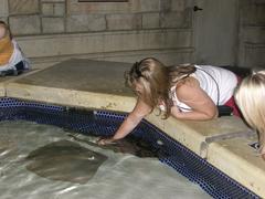 Person petting stingray at Shark Reef