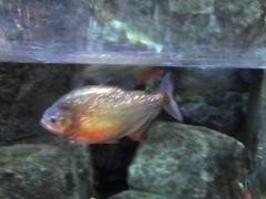 piranha at Shark Reef Aquarium in Mandalay Bay