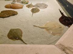 Group of five Round stingrays resting on sand bed at Shark Reef Aquarium's touchpool exhibit