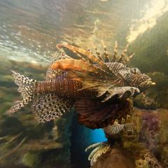 fish at Shark Reef Aquarium