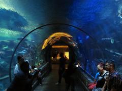 Shark Reef Aquarium tunnel at Mandalay Bay