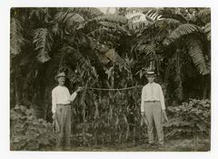 Bananas, grapes, and corn displayed at a market in Mission, Texas