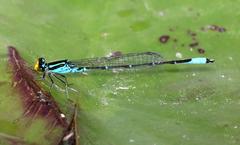 Caribbean Yellowface dragonfly on a green leaf