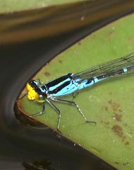 Caribbean Yellowface dragonfly close-up