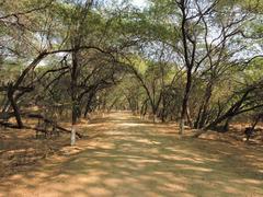 Inner view of Sukhna Wildlife Sanctuary