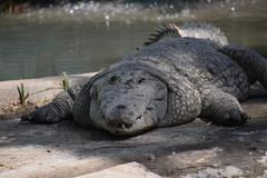 mugger crocodile at Indore Zoo