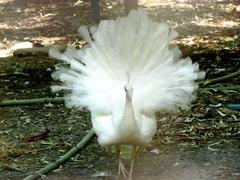 white peacock dancing at Indore Zoo