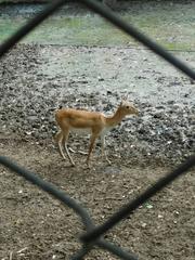 Heritage captures of Indore including street scenes and zoo