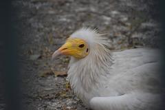 Egyptian Vulture at Indore Zoo