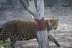 Indian Leopard at Indore Zoo